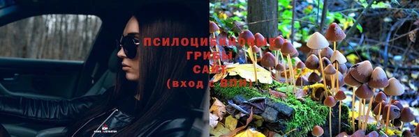 шишки Дмитриев